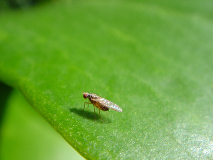 Leaf