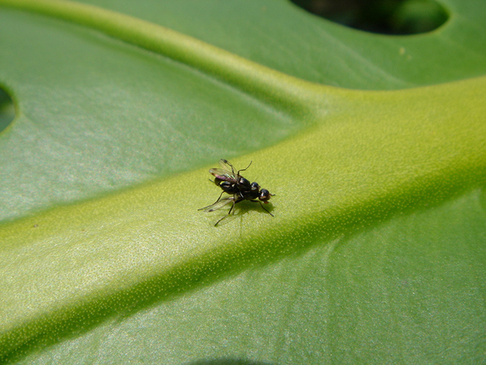 Matingflies