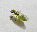 greenfly
